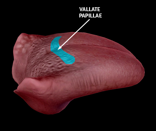 tongue-dorsum-vallate-papillae-2